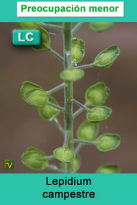 Lepidium campestre