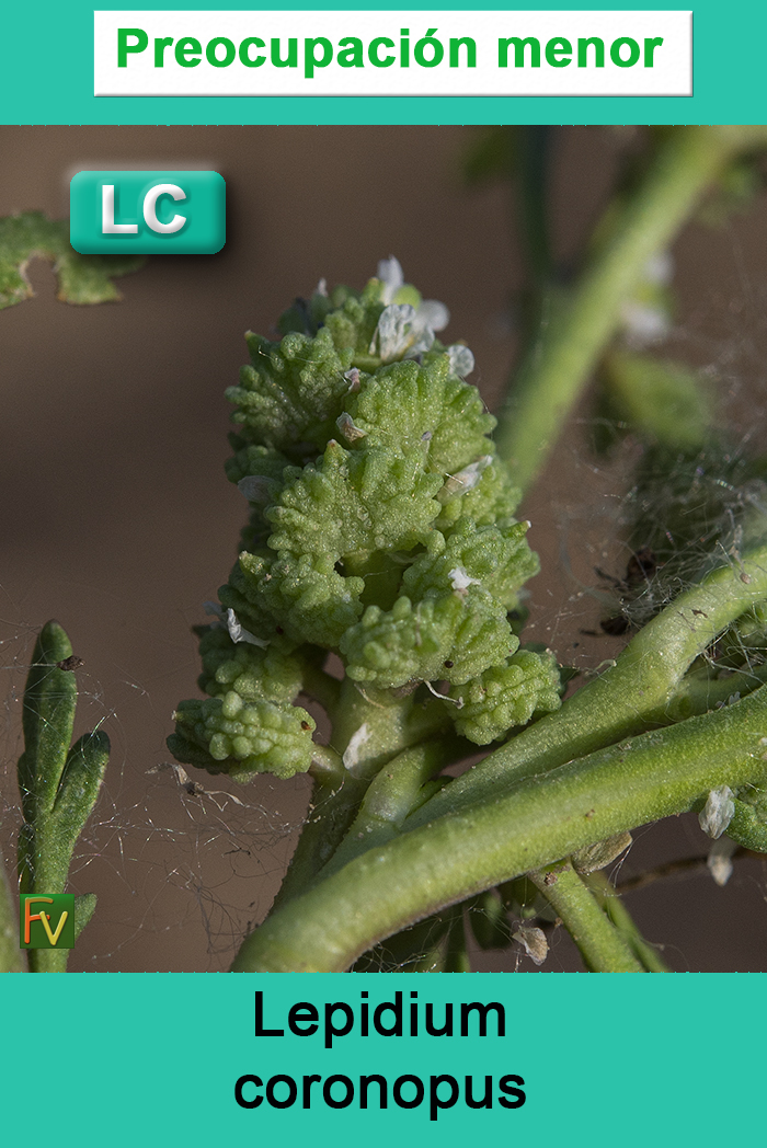 Lepidium coronopus