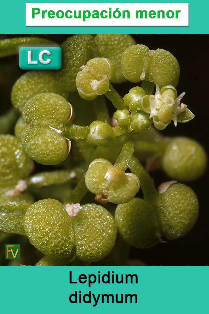 Lepidium didymum