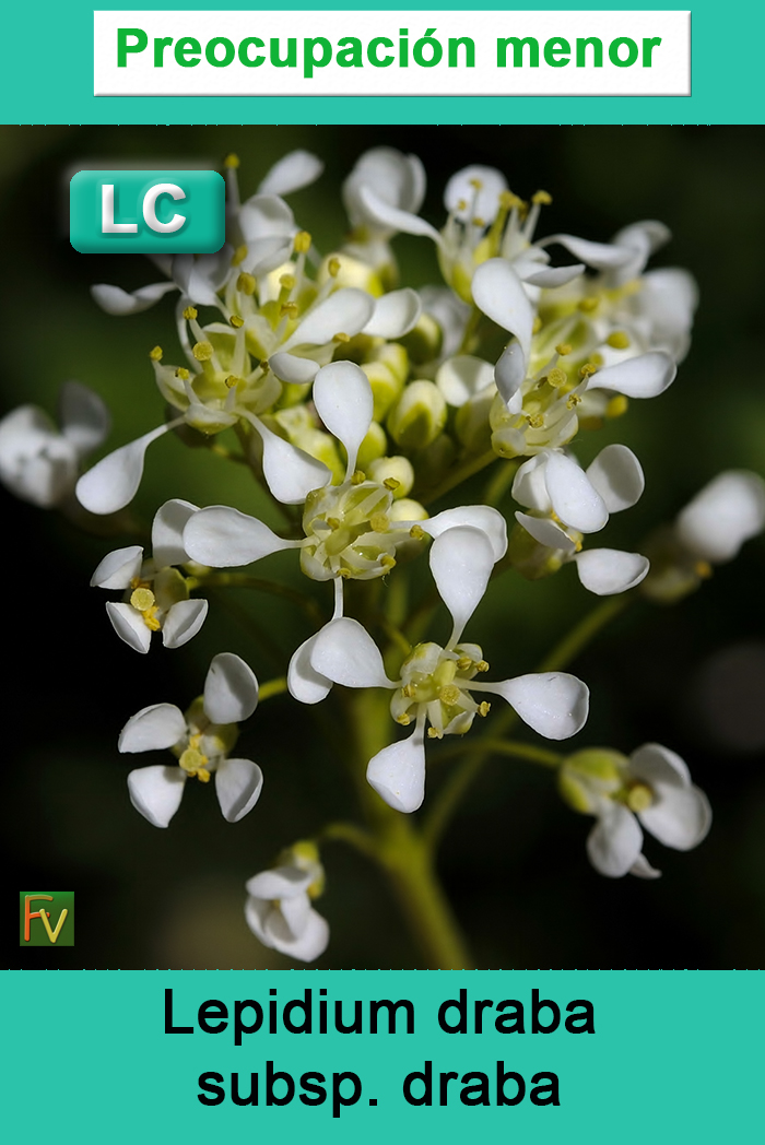 Lepidium draba draba