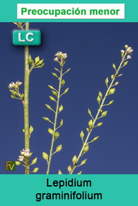 Lepidium graminifolium