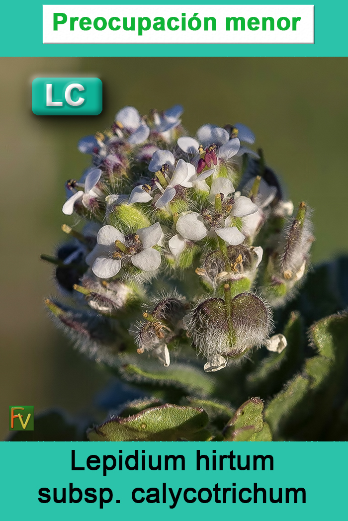 Lepidium hirtum calycotrichum