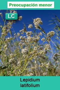 Lepidium latifolium