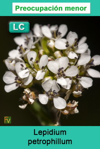 Lepidium petrophillum