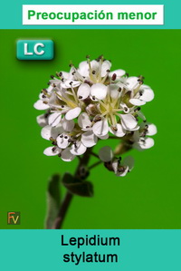 Lepidium stylatum
