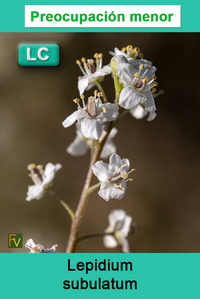 Lepidium subulatum