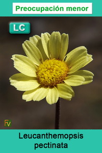 Leucanthemopsis pectinata