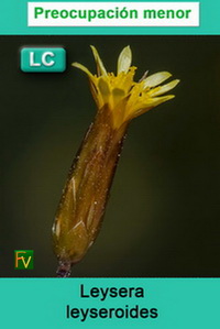 Leysera leyseroides