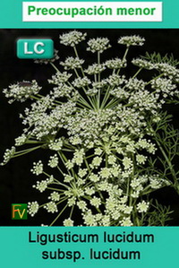Ligusticum lucidum lucidum