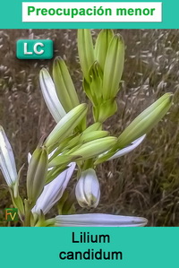 Lilium candidum