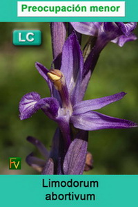 Limodorum abortivum