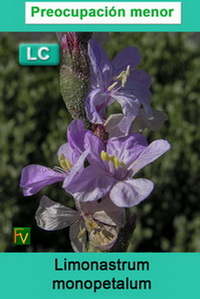 Limonastrum monopetalum