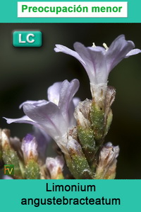 Limonium angustebracteatum