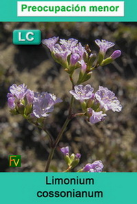 Limonium cossonianum