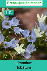 Limonium lobatum