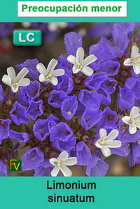 Limonium sinuatum