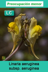 Linaria aeruginea aeruginea