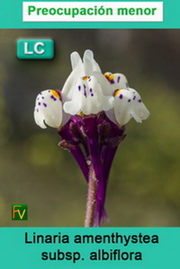 Linaria amenthystea albiflora