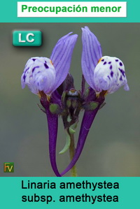 Linaria amethystea amethystea