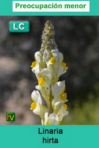 Linaria hirta