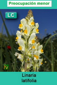 Linaria latifolia