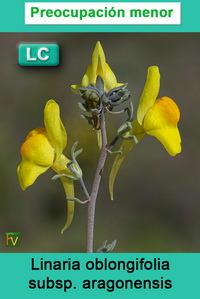 Linaria oblongifolia aragonensis