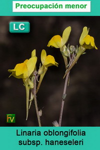 Linaria oblongifolia haneseleri