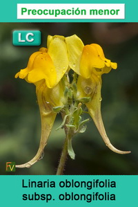 Linaria oblongifolia oblongifolia