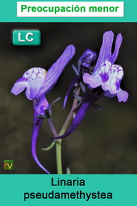 Linaria pseudamethystea