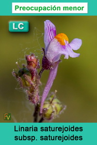 Linaria saturejoides saturejoides