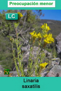 Linaria saxatilis