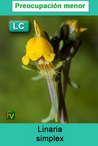 Linaria simplex