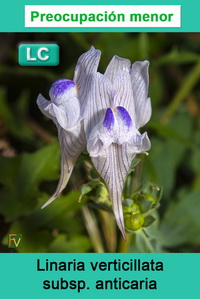 Linaria verticillata anticaria