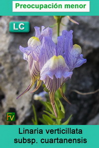 Linaria verticillata cuartanensis