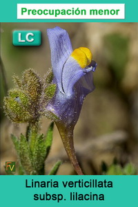 Linaria verticillata lilacina
