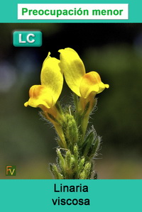 Linaria viscosa