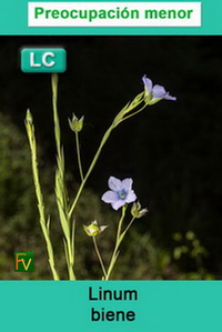 Linum biene