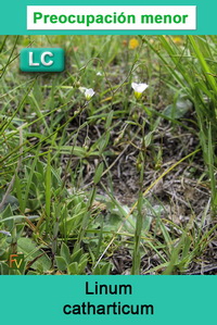 Linum catharticum
