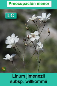 Linum jimenezii willkommii