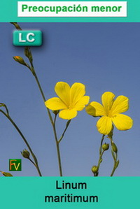 Linum maritimum