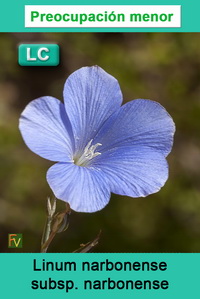 Linum narbonense narbonense