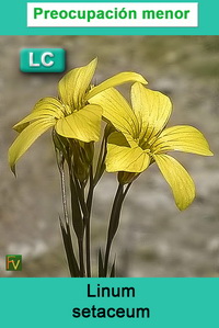 Linum setaceum