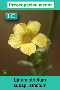 Linum strictum strictum