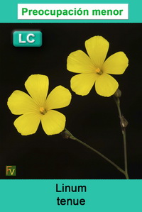 Linum tenue