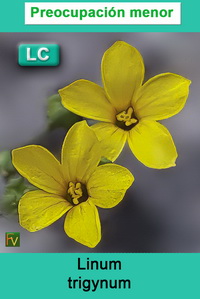Linum trigynum