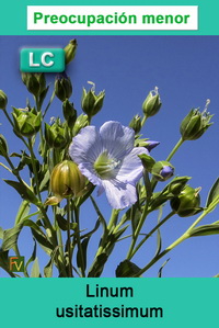 Linum usitatissimum
