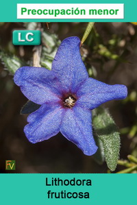 Lithodora fruticosa