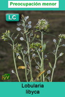 Lobularia lybica