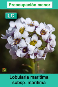 Lobularia maritima maritima