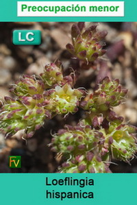 Loeflingia hispanica